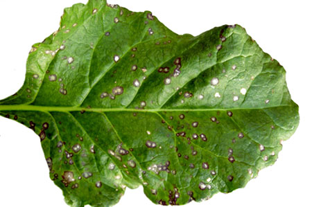 Cercospora